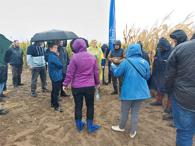 Prezentacja doświadczeń z kukurydzą