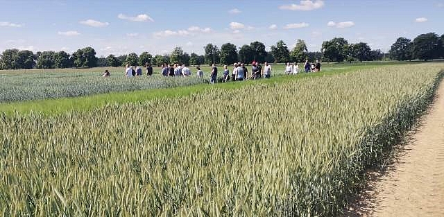 Zwiedzanie doświadczeń ze zbożami w ZDOO Tomaszów Bolesławiecki