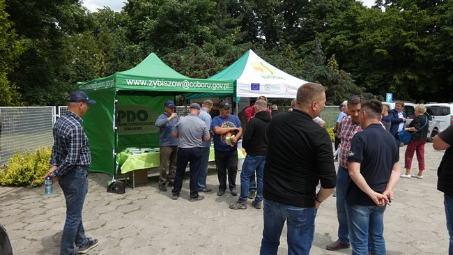 Dni Pola Zybiszów